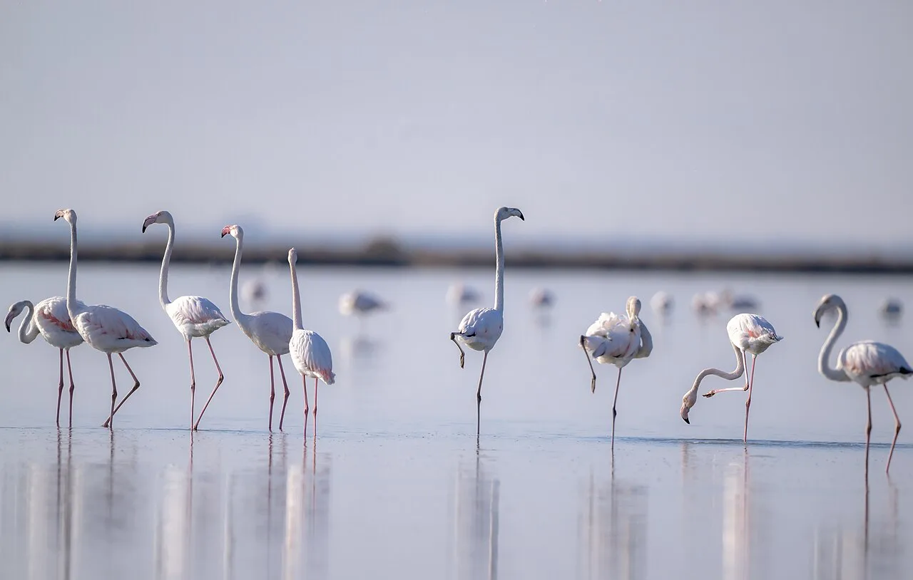 Albania Flamingos: Where to See Them Amid Protests