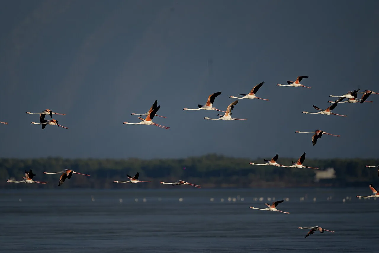 Flamingos in flight over the Narta Lagoon.