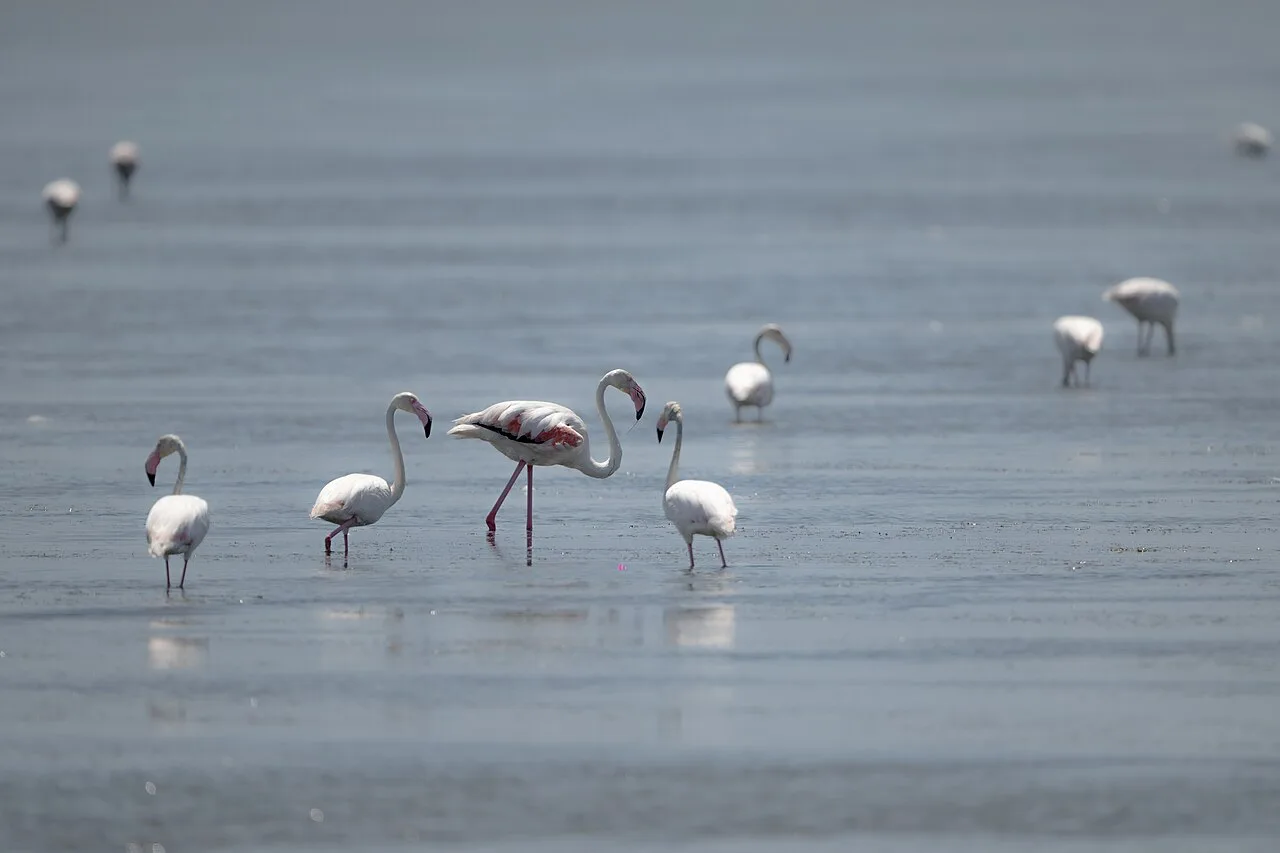 Flamingos wading in the Narta Lagoon near Vlorë.