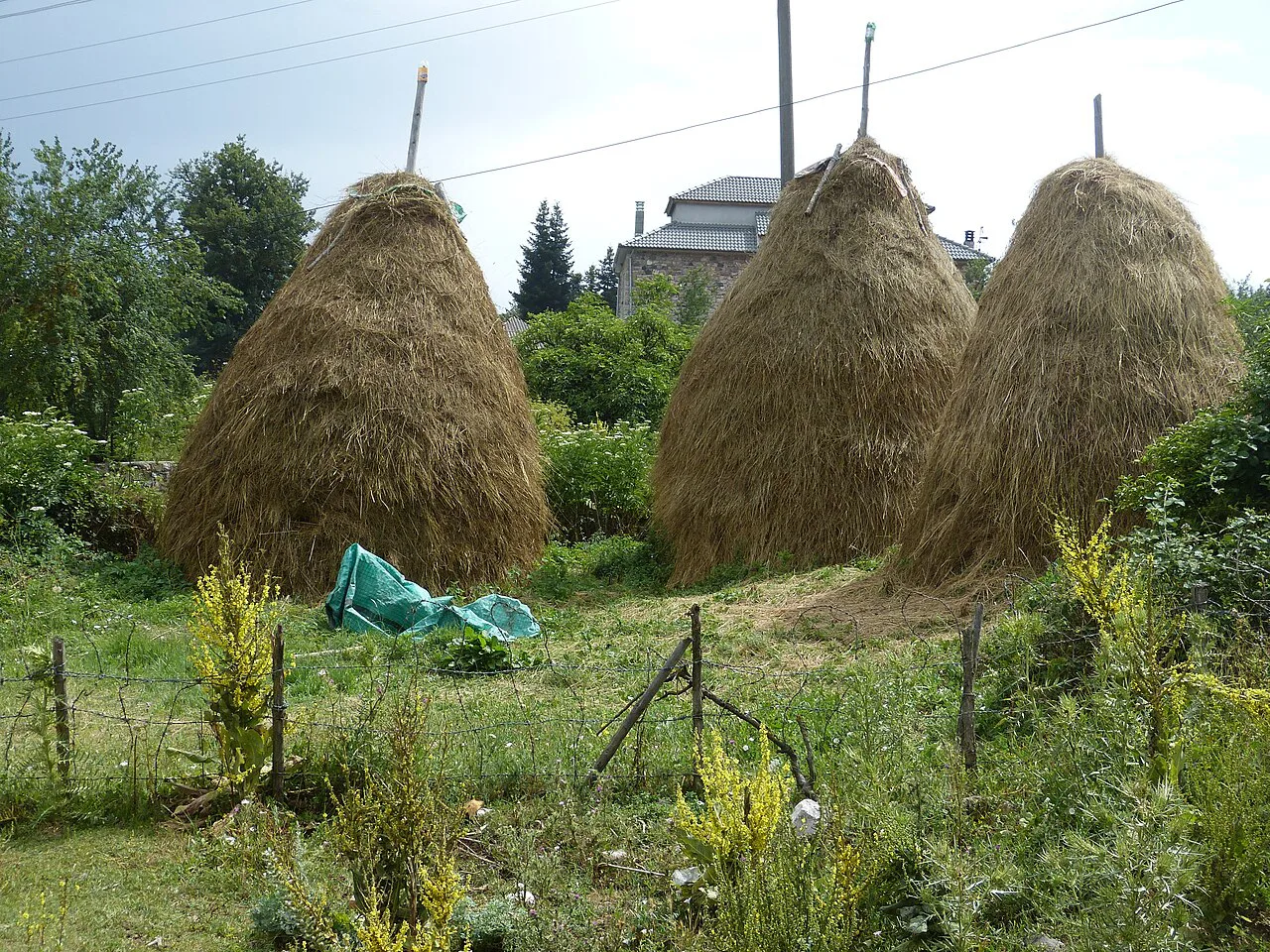 Haystacks in a meadow in Voskopojë.