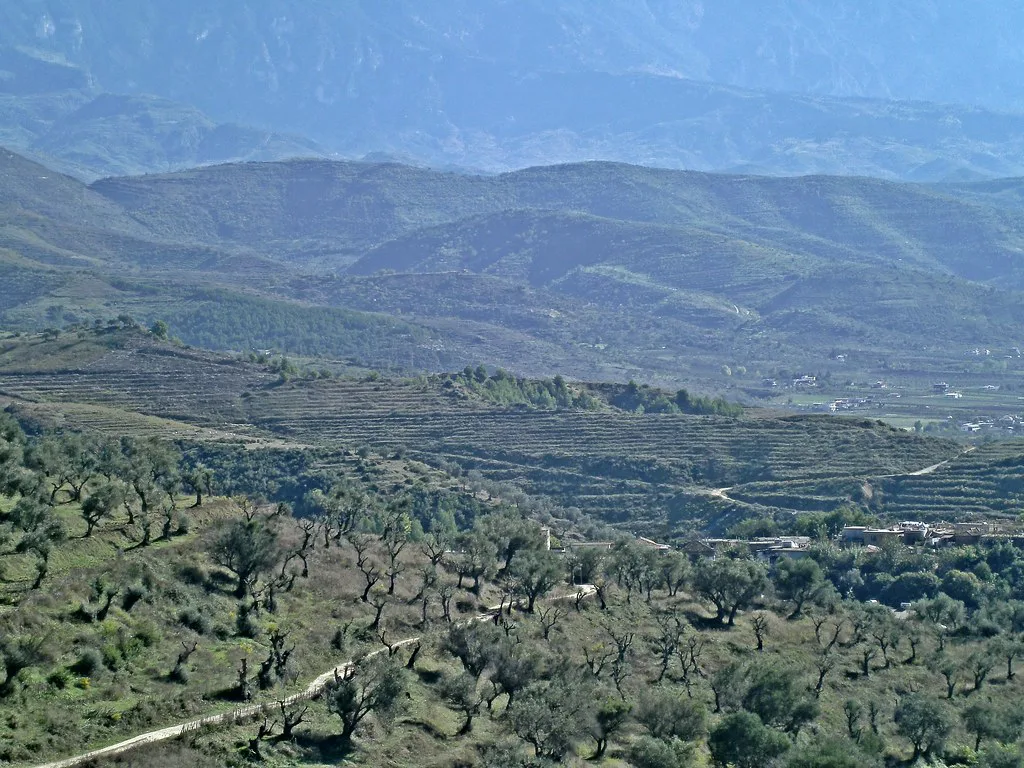 Olive groves spreading across the hills below the mountains near Berat.