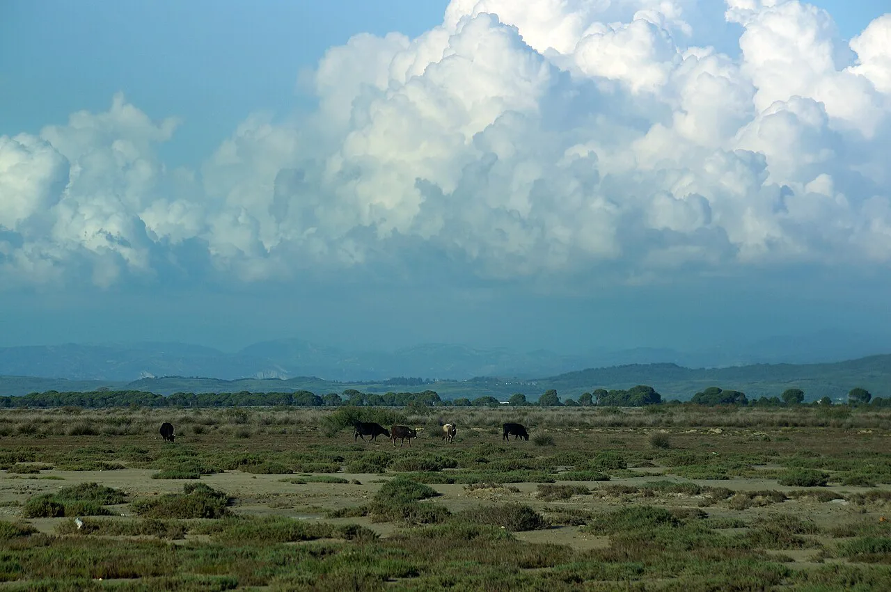 Cattle grazing on open grassland in Divjaka National Park.