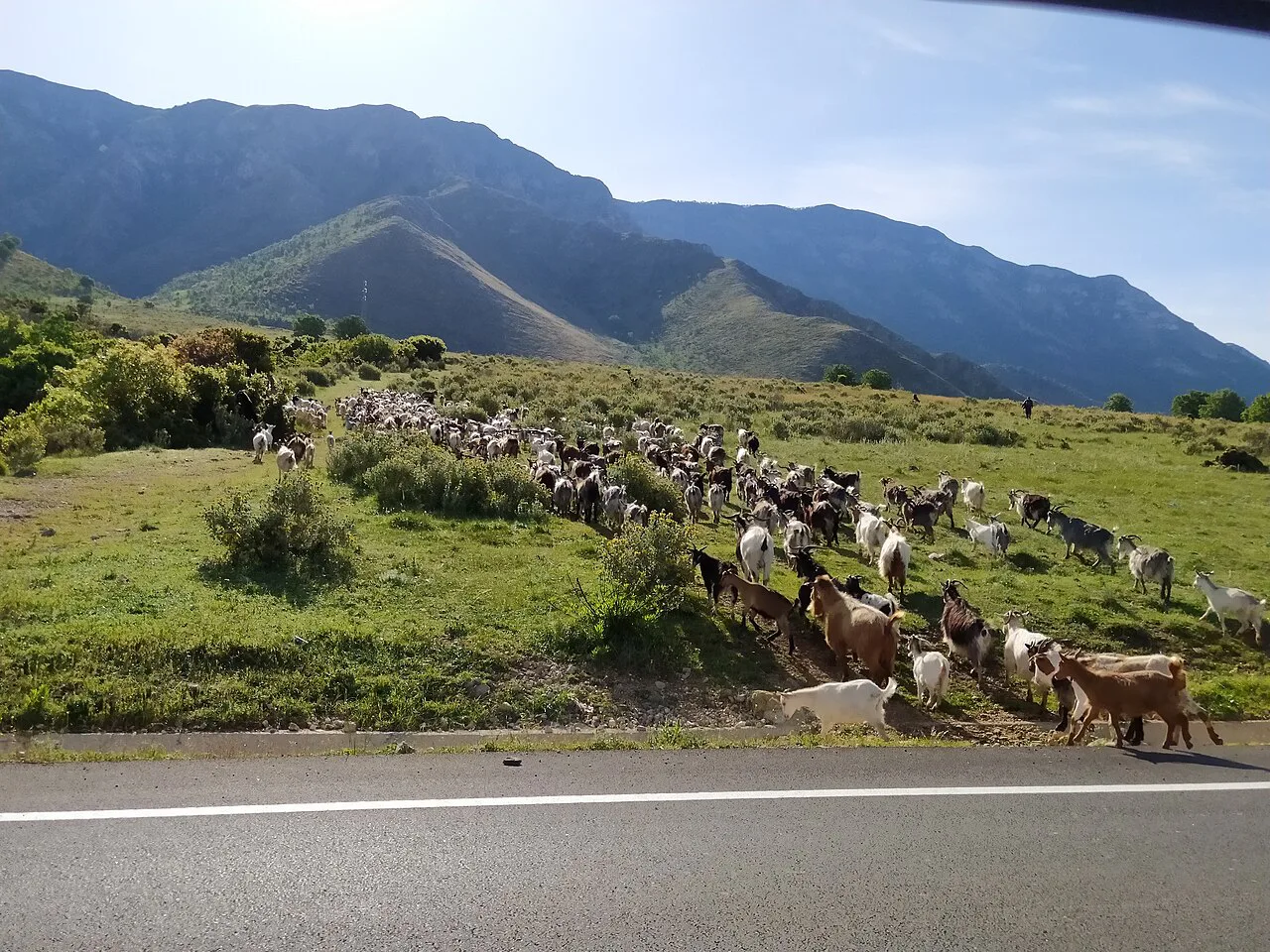 Goats grazing in the valley between Dukat and Orikum.