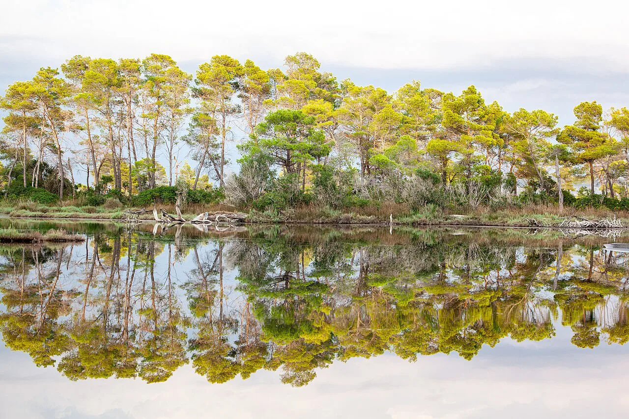 Pine trees reflected in still water in Divjakë-Karavasta National Park.
