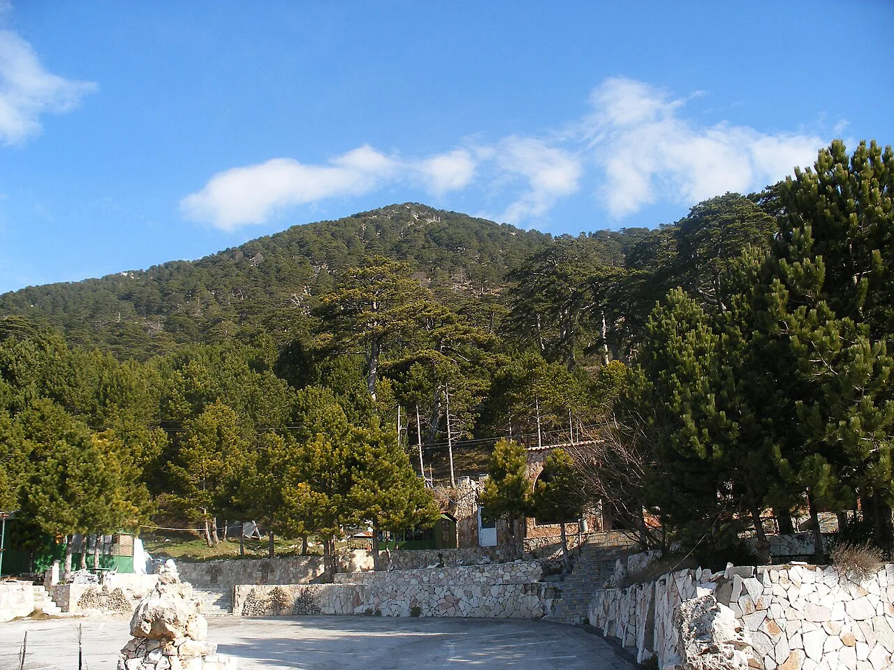 Pine forest on the Llogara Pass.