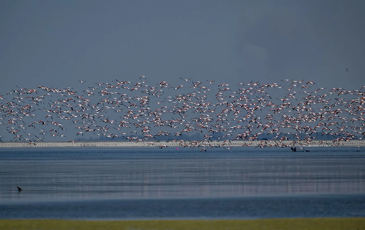 A large flock of flamingos on the Narta Lagoon.