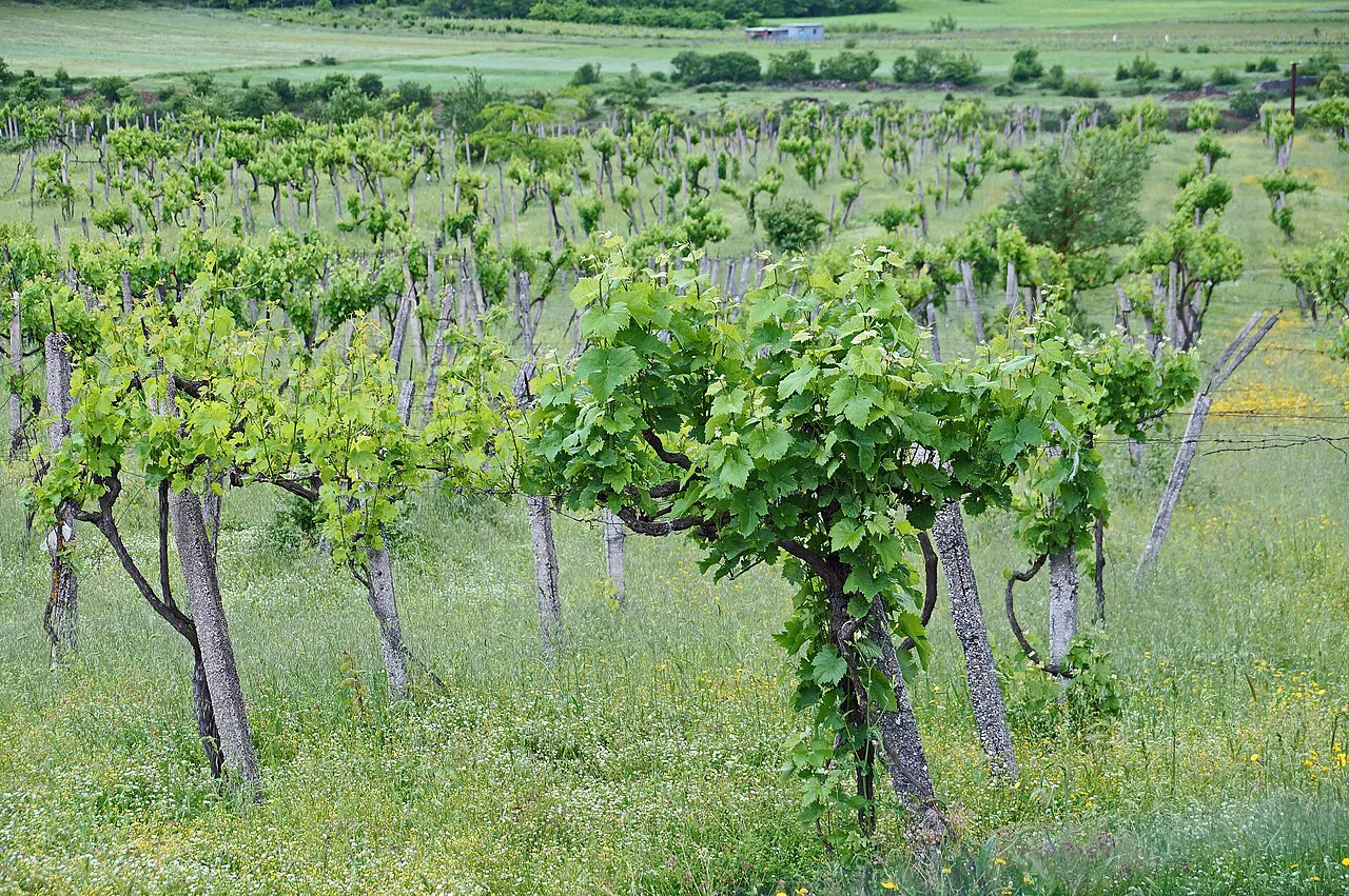 Rows of grapevines in a vineyard in the Përmet district.