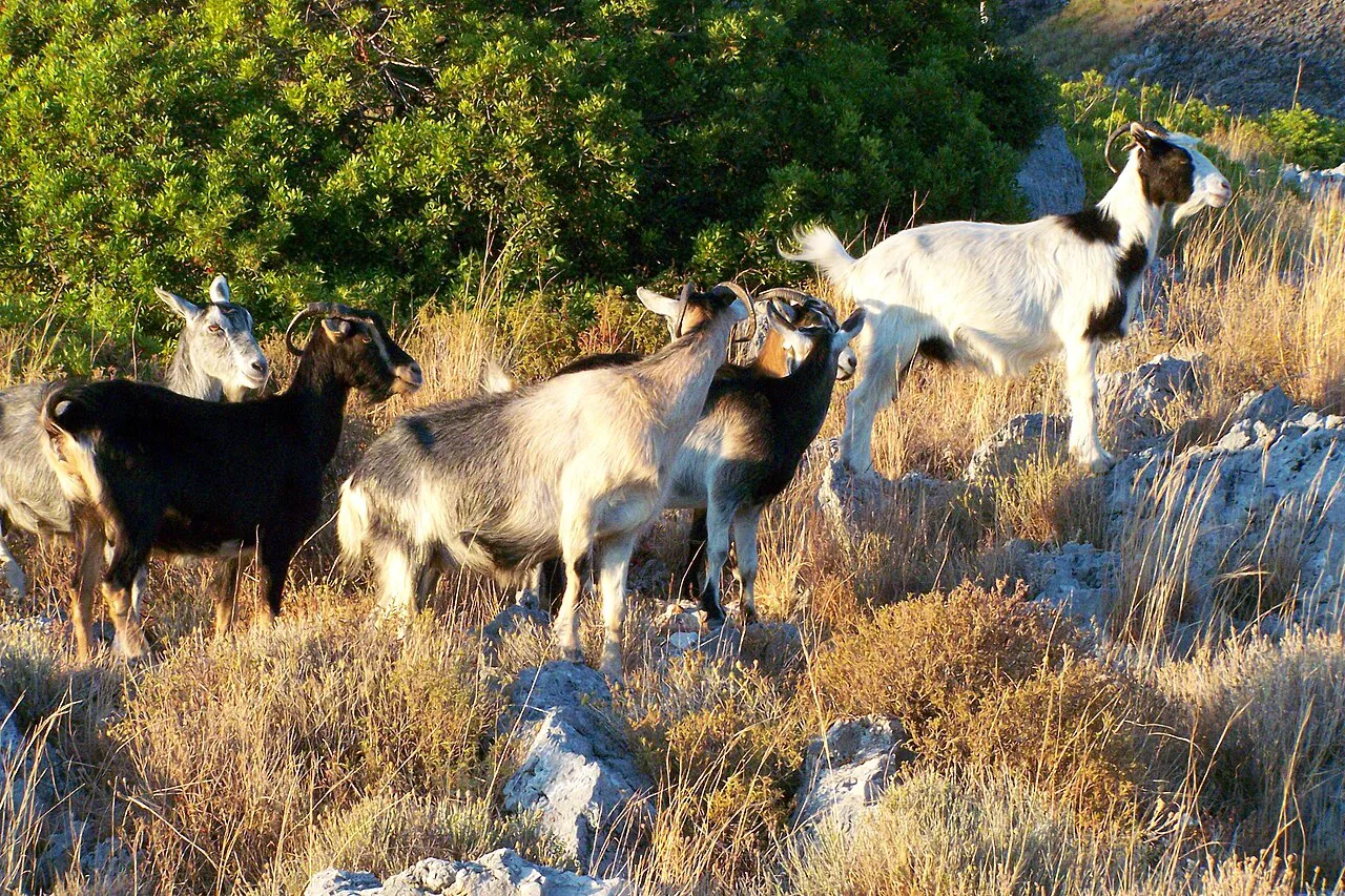 Goats grazing on the rocky slopes at Vuno.